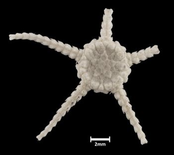 Media type: image;   Invertebrate Zoology OPH-424 Aspect: dorsal